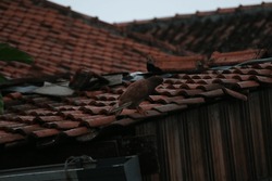 The Pigeon On Wet Roof Tiles