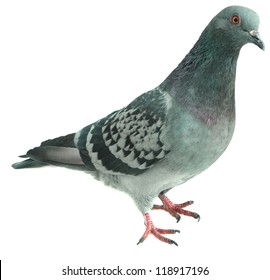 Pigeon On White Background Isolated Stock Photo 118917196 