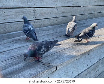 Pigeon on a wooden deck eating crumbs