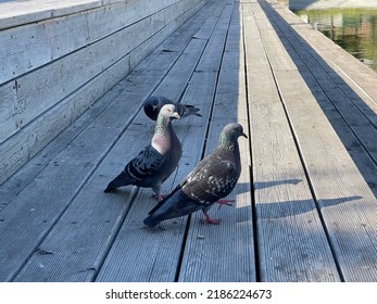 Pigeon on a wooden deck eating crumbs