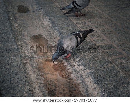 Similar – Image, Stock Photo romantic walk!!! Pigeon