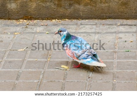 Pigeon painted with colorful felt-tip pens stands on stone pavement in city. Bird with creative pattern on feathers looks for food closeup