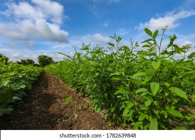 Pigeon Pea Crop Field With Blue Sky In The Background