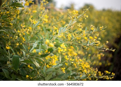 asian shrub cajanus cajan Asian shrub cajanus cajan