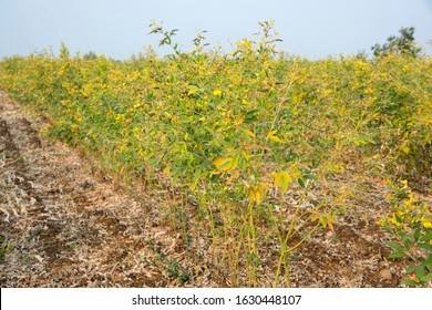 Pigeon Pea Crop With Flower Field. Maharashtra ,India.