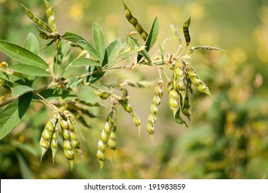 Pigeon Pea Crop, Maharashtra, India