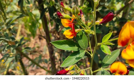 The Pigeon Pea, Also Known As Pigeonpea, Red Gram, Tur, Or Gungo Peas In Jamaica, Is A Perennial Legume From The Family Fabaceae. 