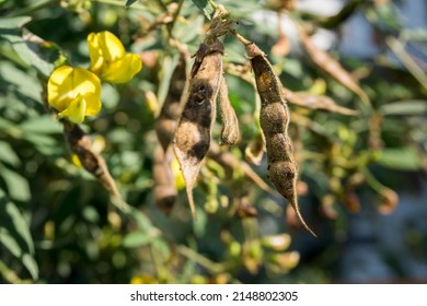 The Pigeon Pea, Also Known As Pigeonpea, Red Gram, Tur, Or Gungo Peas In Jamaica, Is A Perennial Legume From The Family Fabaceae.