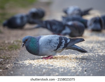 Pigeon pecking food on the street, close-up, selective focus. Gray pigeons in close-up, pecking grains from the ground. Pigeons eat food in the park, a selective focus.