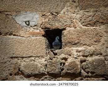 A pigeon peeks through the gap in a stone wall - Powered by Shutterstock