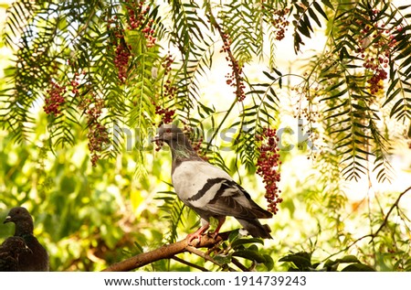Pigeon in a pepper tree.