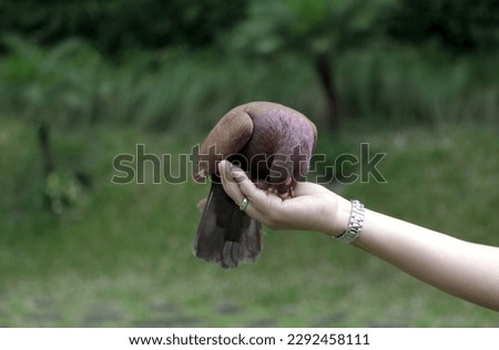 a pigeon perched on a corn-fed hand. illustration for animal lover