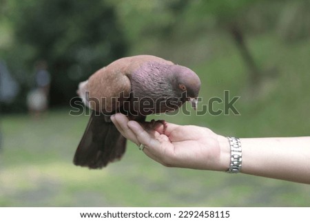 a pigeon perched on a corn-fed hand. illustration for animal lover