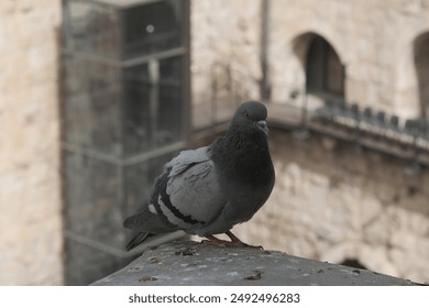 Pigeon Perched on Stone Ledge. - Powered by Shutterstock