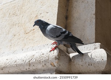 Pigeon perched on a stone ledge of a building. Pigeon has a mix of grey and black feathers and it is standing on its red feet. Stone ledge and wall have a textured adding to the urban setting of scene - Powered by Shutterstock