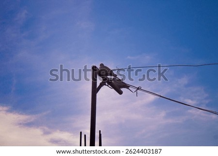 A pigeon perched on a utility pole with wires against a vibrant blue and purple sky during sunset.