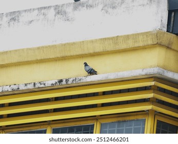 A pigeon perches on the ledge of a yellow building, looking down at the scene below. The building’s weathered surface contrasts with the sleek feathers of the bird, suggesting that nature finds a way  - Powered by Shutterstock