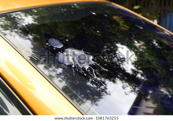 Pigeon poo fall down on the car, take care and\
cleaning car concept
