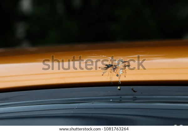Pigeon poo fall down on the car, take care and\
cleaning car concept