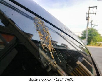 Pigeon Poo On On The Car, Cleaning Car Concept. 