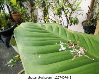 Pigeon Poo On Green Leaves 