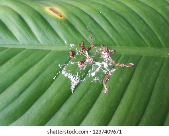 Pigeon Poo On Green Leaves 