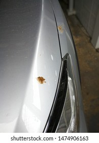 Pigeon Poo Stain On Silver Metallic Car That Need To Be Cleaned