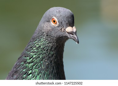 Pigeon portrait on blurred background