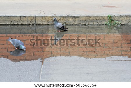 Similar – Image, Stock Photo street bird Animal Facade