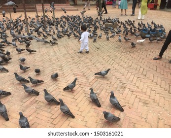 Pigeon Racing Homer Fly.Kathmandu Nepal,Sep 11/2019.