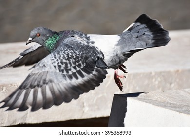 a pigeon ready to fly