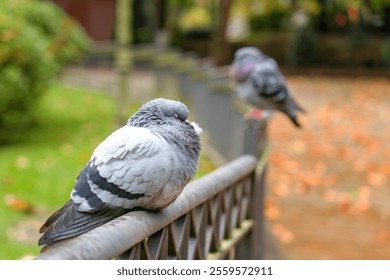 Pigeon resting with closed eyes on metal fence. Autumn leaves scattered in the park  - Powered by Shutterstock