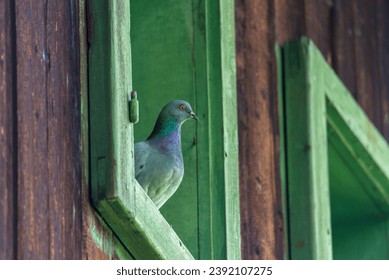 Pigeon resting on green wood window stool