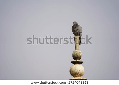 A pigeon resting on a structure. 