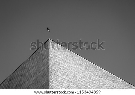 Similar – Im Anflug oder Linien in der Stadt… Tauben vor einer modernen Fassade mit starkem Schatten