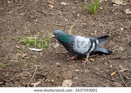 A pigeon is searching for food on the ground, surrounded by dirt and small green plants. The bird displays vibrant colors and movements typical of foraging behavior in a park setting.