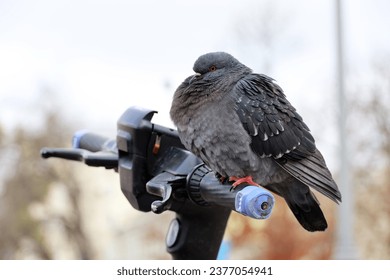 Pigeon sit on handlebar of electric scooter on city street. Dove on blurred background, e-scooters rental - Powered by Shutterstock