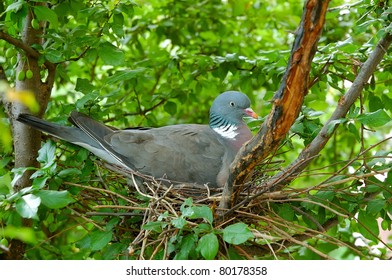 Pigeon Sits On Nest