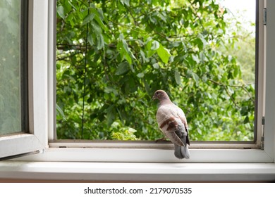 a pigeon sits on the windowsill - Powered by Shutterstock