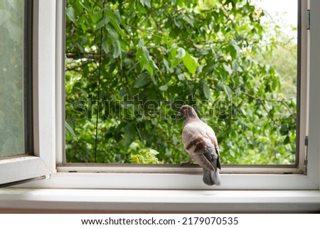 a pigeon sits on the windowsill