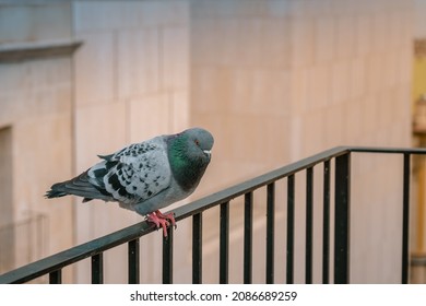 A Pigeon sitting on Balcony Railing, look at right side