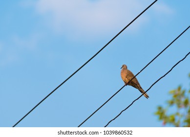 pigeon sitting on power lines over clear sky.