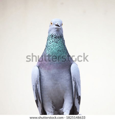 Similar – Image, Stock Photo city bird Animal Bird