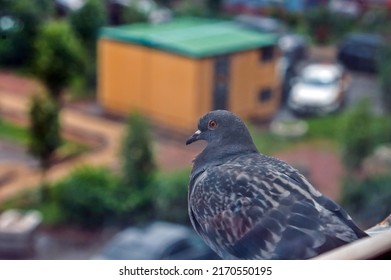 A Pigeon Is Sitting On The Windowsill Outside The Window