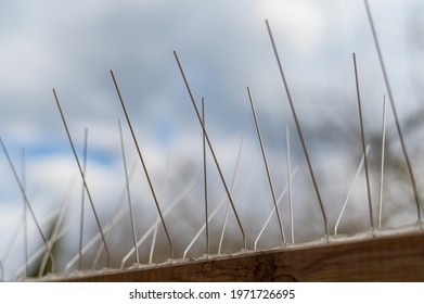 pigeon spikes on a brown wooden fence, cloudy skies