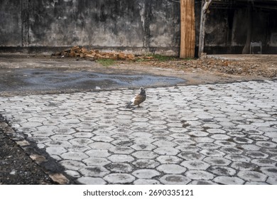 A pigeon standing alone on a hexagonal paving stone in an urban area after rain. The scene shows wet ground, old wall background, and a calm atmosphere in the city environment.