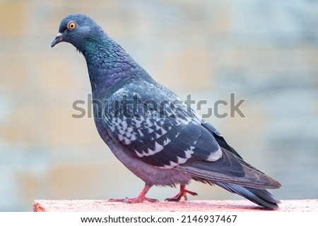 Pigeon standing. Dove or pigeon on blurry background. Pigeon concept photo.