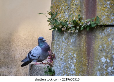 A Pigeon Standing Near A Caper Plant