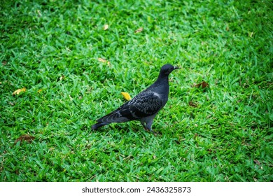 A pigeon is standing on a green grassy field. The bird is looking up at something in the sky