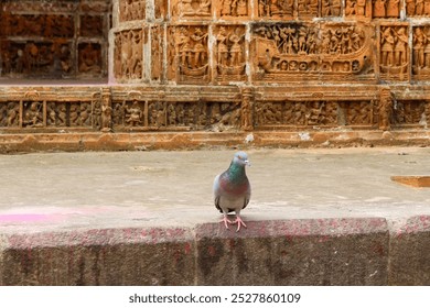 a pigeon standing on a ledge - Powered by Shutterstock